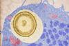 Macrophages_undergo_mitosis_after_ingesting_a_fungal_cell