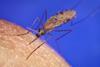 AnophelesGambiaemosquito