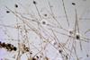 Low-Res_Sea Star_3