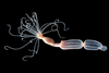 Low-Res_Nematostella vectensis sea anemones in the lab (Credit- Taliya Finkel-Moran)