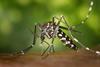 CDC-Gathany-Aedes-albopictus-1 (1)