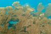 Low-Res_study-highlights-key-factors-for-successful-restoration-of-elkhorn-coral-colonies-940x529
