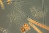 Low-Res_Picocyanobacteria_MEL