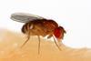 Drosophila_melanogaster_Proboscis