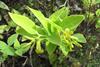 Starr-110929-9728-Wikstroemia_oahuensis_var_oahuensis-flowers_and_leaves-Hanaula-Maui_(25023905291)