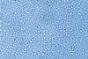 Low-Res_25-06-19_Leibniz-HKI_Pandoraea