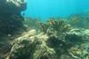 Acropora_palmata_02_Pickles_Reef_20230713