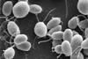 Chlamydomonas6-1