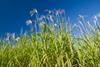 Low-Res_Miscanthus1 018