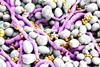 Low-Res_Mixed bifilm - SD