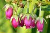 Lyonia_lucida_(Fetterbush)_(8231266551)