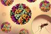 3D_renderings_of_and_Chikungunya_Virus_Capsids_and_an_Aedes_mosquito_photo_-_1