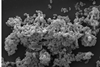 Scanning_electronic_micrograph_of_Akkermansia_muciniphila