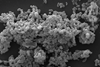 Scanning_electronic_micrograph_of_Akkermansia_muciniphila