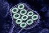 Colorized_transmission_electron_micrograph_of_rabies_virus_particles_(green)_image_captured_at_the_NIAID_Integrated_Research_Facility_in_Fort_Detrick,_Maryland_-_1