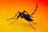 Aedes_Mosquito_-_53936523979