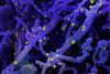 Novel_Coronavirus_SARS-Cov-2_(50010746961)