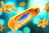 Low-Res_Michael April 1 TB Bacteria Illustration (CDC Image)