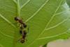 Low-Res_Ant-Aphid_Christin_Walther