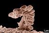 800px-E_coli_at_10000x,_original (3)