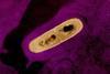Listeria_Bacterium_01