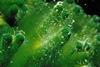 Codium_fragile_(Suringar)_Hariot,_1889