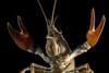 Crayfish_(36236712424)