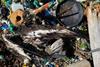 Low-Res_plast-og-fuglelik-foto-francesca-verones-ntnu-600x800