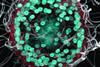 Low-Res_B_monosierra_DNA stain-2 copy