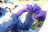 Avian_Influenza_Sampling_(5790548806)