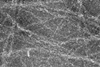 biofilm