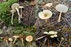 Low-Res_图片 1 (1)