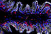 Low-Res_CONV8_c_2-GF3_c_1