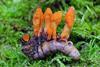 Low-Res_CaterpillarCordyceps