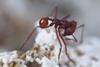 Low-Res_ant