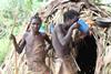 Hadza_men_drinking_water_2
