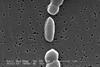 Vibrio_parahaemolyticus_01