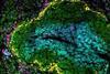 Low-Res_efecte-vacunes-mes-enlla-infeccio