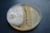 Совместное_культивирование_фитопатогенного_гриба_Fusarium_graminearum_и_антагонистического_PGRP-штамма_Bacillus_velezensis_ФНЦБЗР