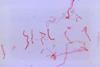 15232_lores
