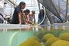 Intern-group-coral-tank-02