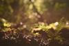 fern-2572054_1280