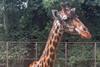 Low-Res_giraffe