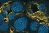 Low-Res_Egg_Yellow2
