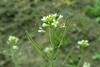 800px-Arabidopsis_thaliana_2019-04-27_2242