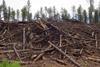 Wood_Waste