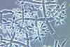 Trichoderma_harzianum