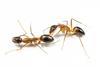 Low-Res_1022AmeisenAmputation-IDW