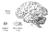 Brain_size_comparison_between_bird,_rodent,_and_human_with_relative_scale_width_lines
