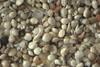 Low-Res_CMS - beach sand in Greece foraminifera - image 5